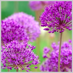 allium hollandicum